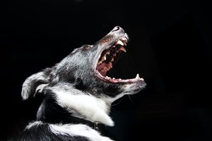 A dog with a black-and-white coat bares its teeth